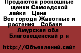 Продаются роскошные щенки Самоедской лайки › Цена ­ 40 000 - Все города Животные и растения » Собаки   . Амурская обл.,Благовещенский р-н